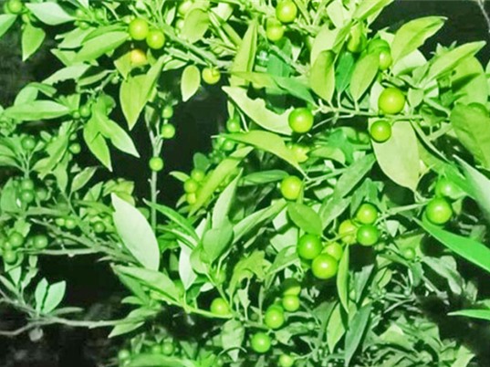 Lạng Sơn: Bảo tồn nguồn gen cây chanh rừng